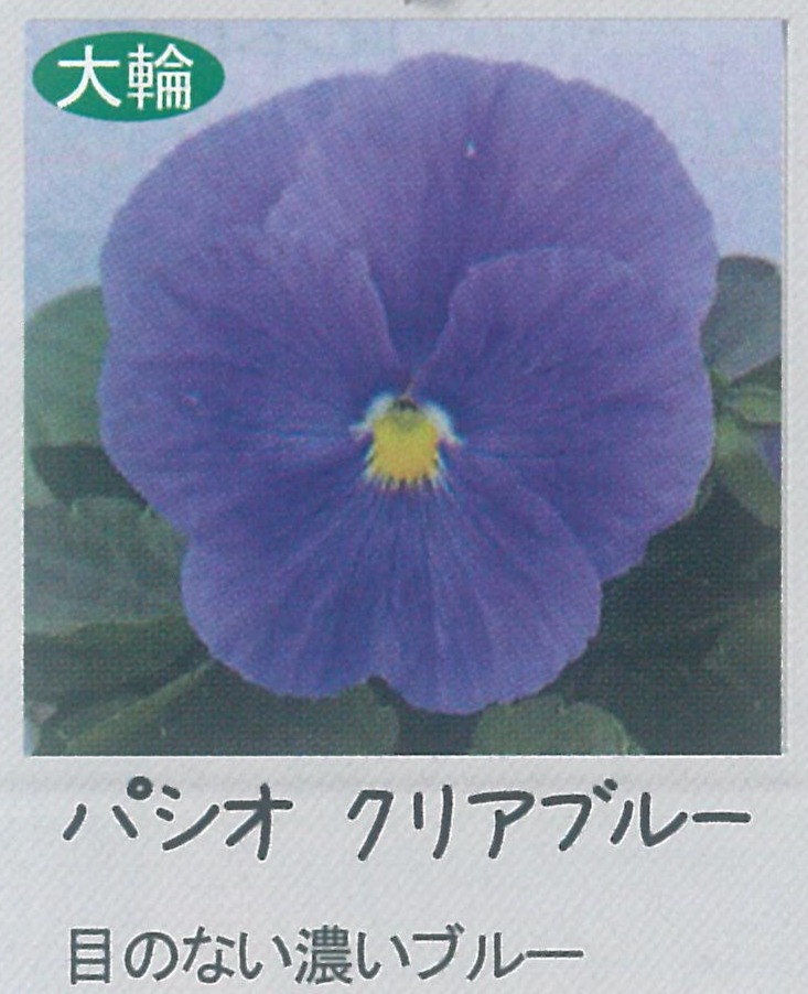 【先行予約商品】【産直】【送料1/2】パンジー　パシオクリアブルー　3.5号24入